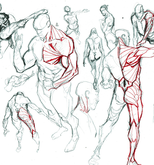 Disegno anatomico di Michele Rubini, docente della Scuola Romana dei Fumetti